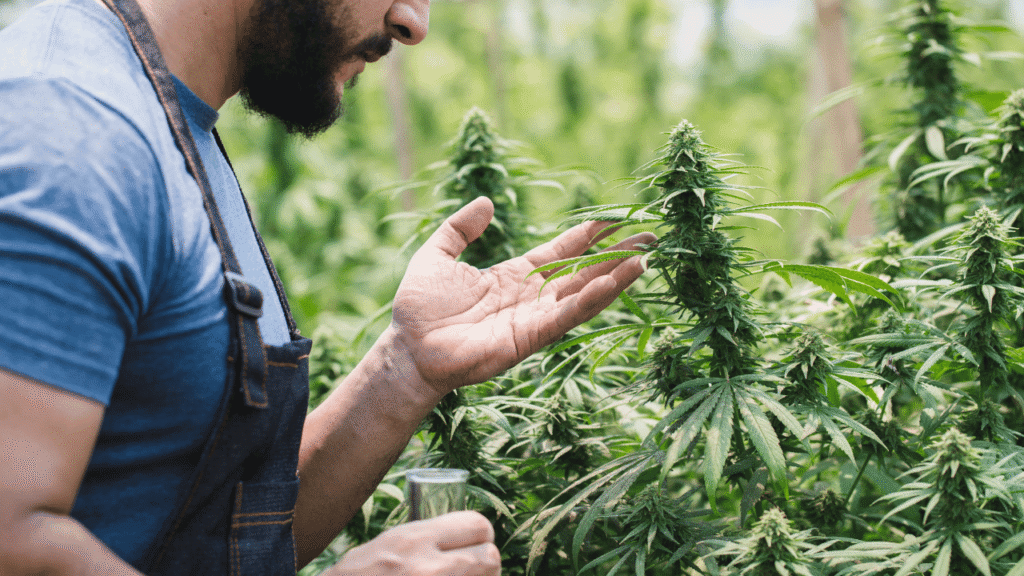 cannabis farm jobs