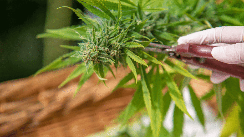 trim cannabis